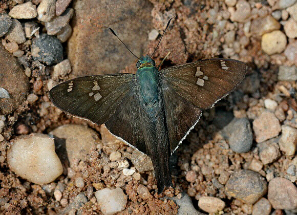 Short-tail Skipper