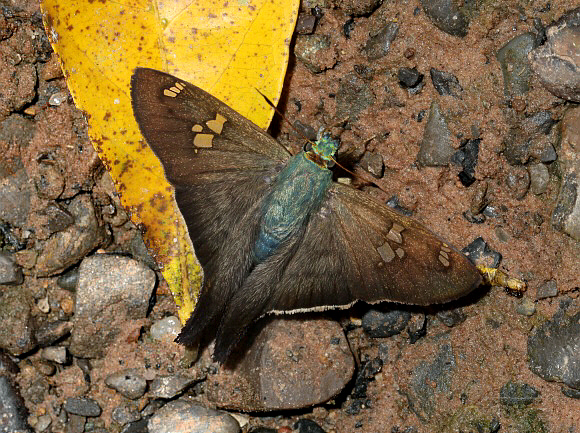 Polythrix caunus, Rio Shima, Satipo, Peru - Adrian Hoskins