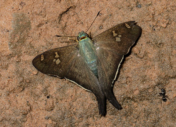 Polythrix caunus, Rio Shima, Satipo, Peru - Adrian Hoskins