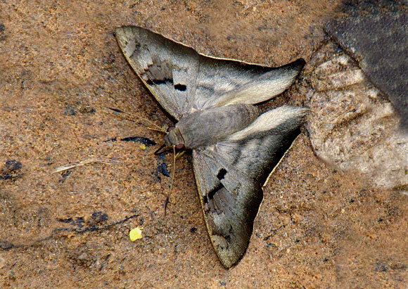 Barred Short-tail Skipper