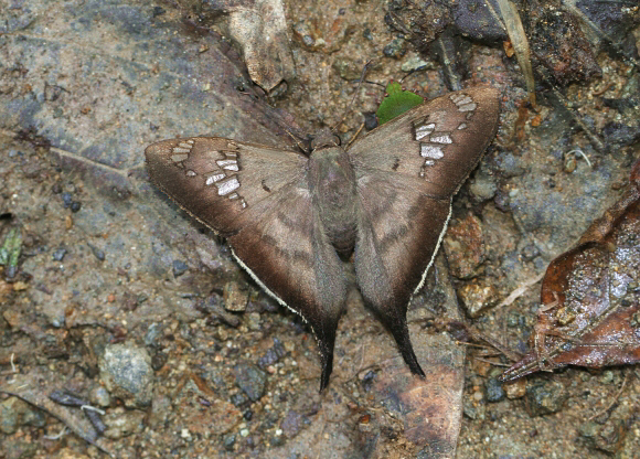 Butler’s Short-tail Skipper