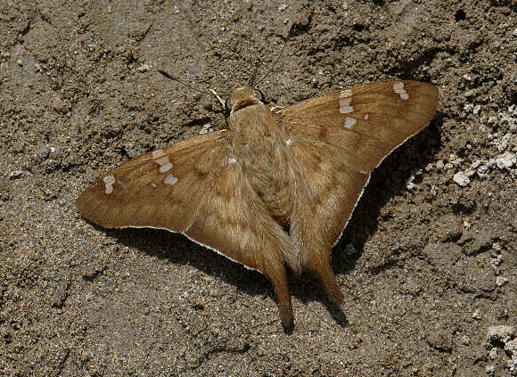 8-spot Short-tail Skipper