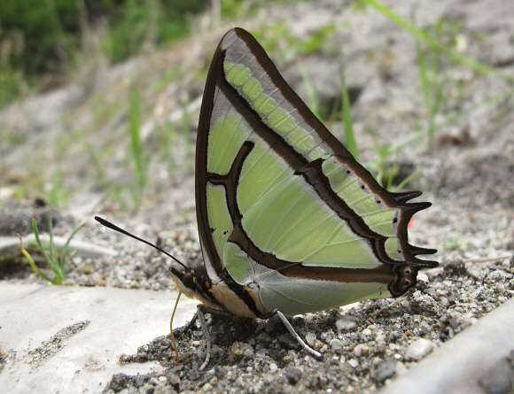 Polyura narcaeus Sichuan, China - Andrew Neild