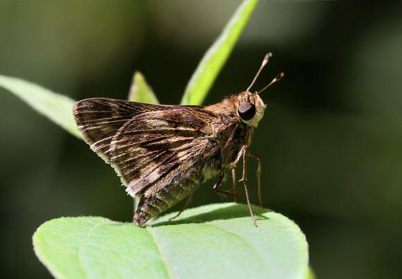 Marbled Grass Skipper