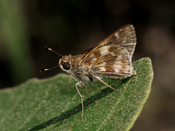 Pompeius pompeius male, Rio Shima, Satipo, Peru - Adrian Hoskins