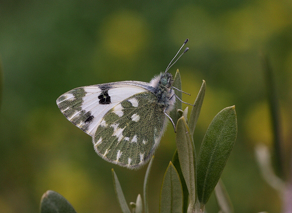 Bath White