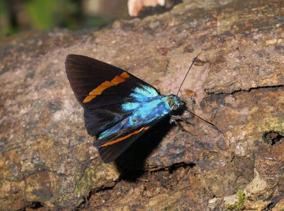 Porphyrogenes omphale, Satipo, Peru - Adrian Hoskins