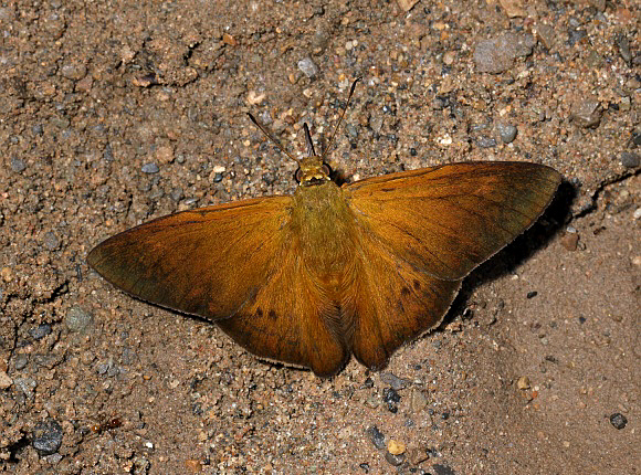 Porphyrogenes suva, Satipo, Peru - Adrian Hoskins