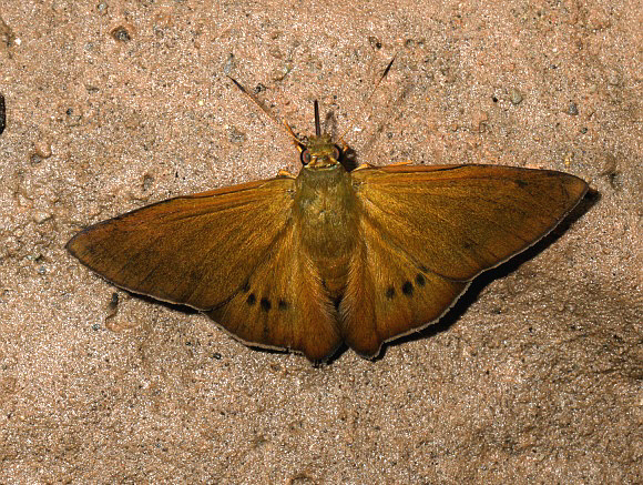 Porphyrogenes suva, Satipo, Peru - Adrian Hoskins