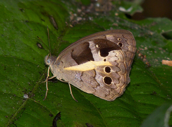 Yellow-spiked Wood Nymph