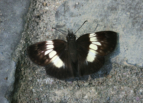 Tingo Spreadwing