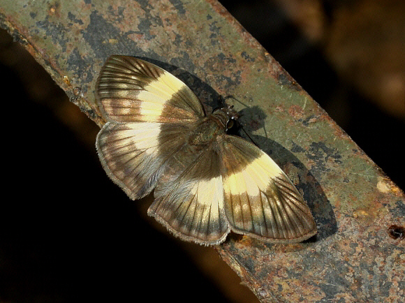 Effusa Spreadwing