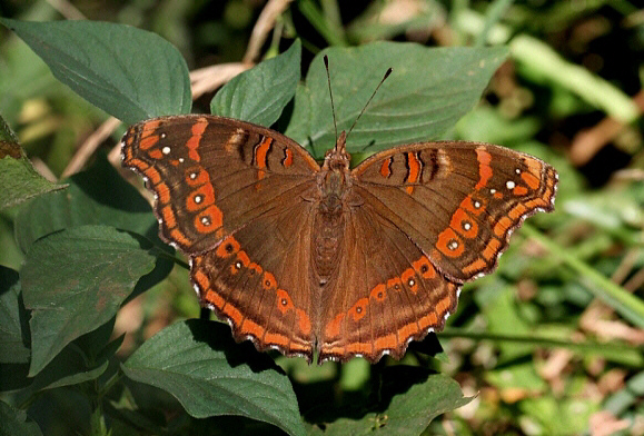 White-spotted Commodore