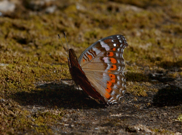 Precis octavia, wet season form, Aburi, Ghana