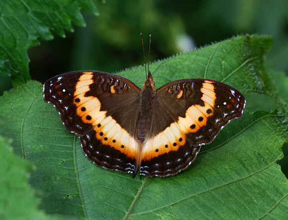 Precis pelarga, wet season form, Mount Gemi, Likpe Hills, Ghana / Togo border