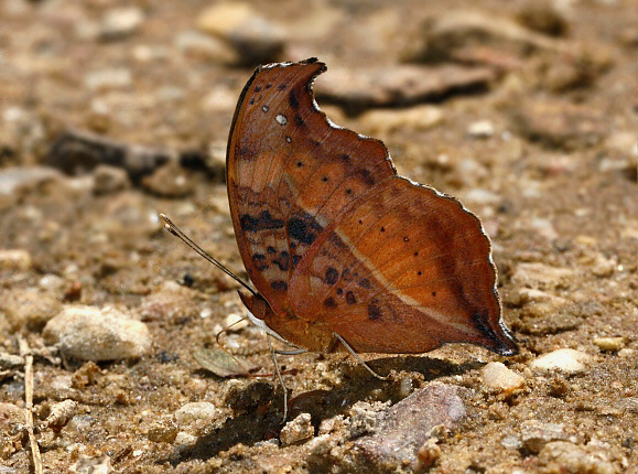 Precis pelarga, dry season form, Wli Falls, Ghana / Togo border