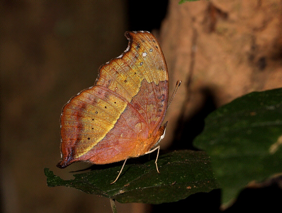 Precis pelarga, dry season form, Bobiri forest, Ghana