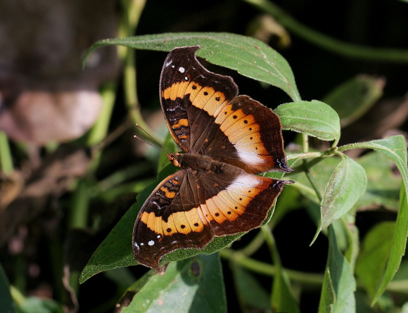 Precis pelarga, wet season form, Bobiri forest, Ghana