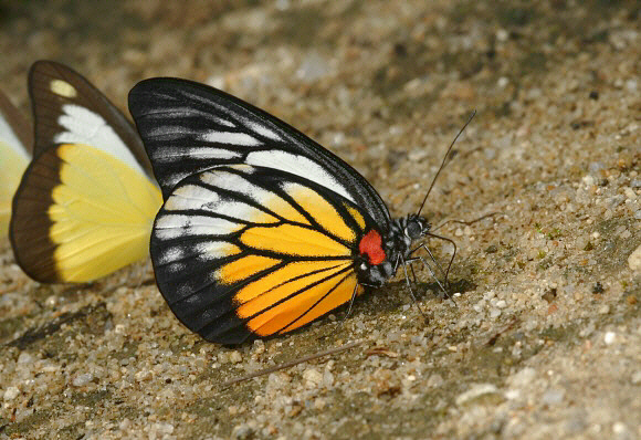 Red-spot Sawtooth