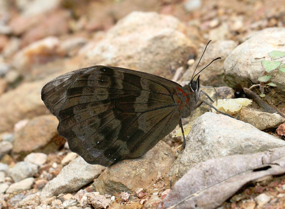 Pronophila unifasciata brennus, Tatama NP, Colombia - Adrian Hoskins