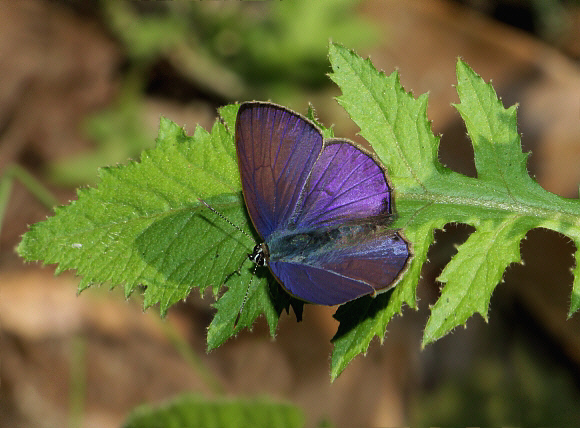 Tailless Lineblue