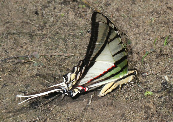 Bates’ Swordtail