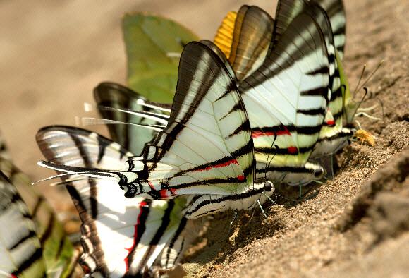 Common Swordtail