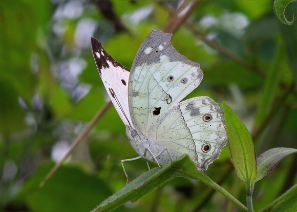 Clouded Mother of Pearl