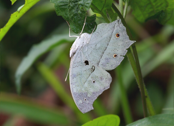 Protogoniomorpha anacardii Atewa Hills, Ghana – Peter Bygate