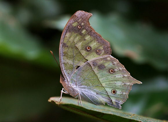 Protogoniomorpha parhassus - Bobiri, Ghana - Adrian Hoskins