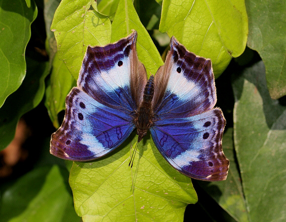 Western Blue Beauty