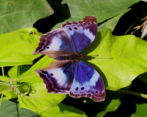 Protogoniomorpha cytora, Bobiri forest, Ghana - Adrian Hoskins