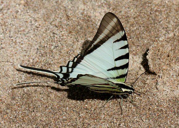 Neographium agesilaus, Rio Pindayo, Peru - Adrian Hoskins