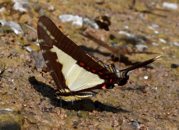 Neographium dioxippus - Adrian Hoskins