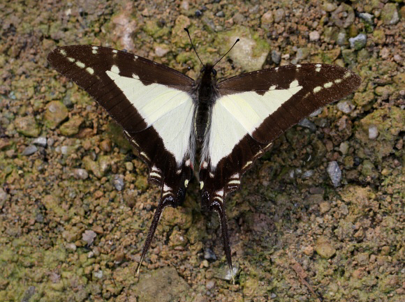 Thick-bordered Kite Swallowtail