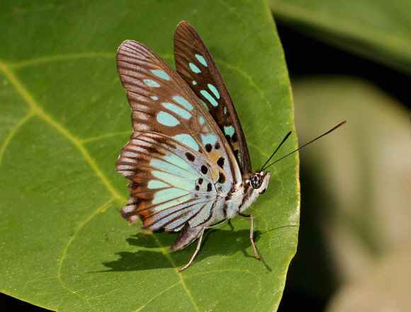 Green False Acraea