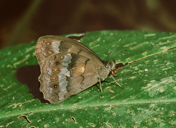 Pseudodebis valentina, Rio Madre de Dios, Peru - Adrian Hoskins