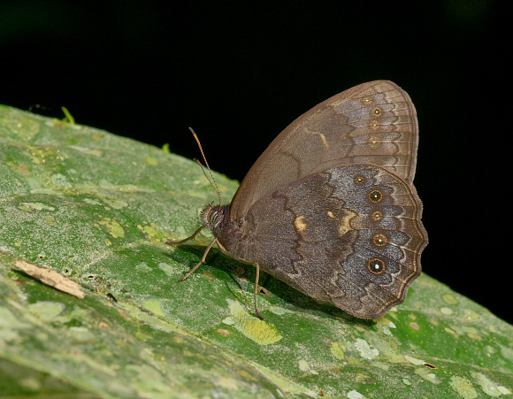 Pseudodebis valentina, Rio Madre de Dios, Peru - Adrian Hoskins