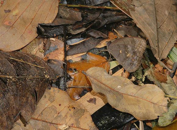 Pseudodebis valentina, Rio Madre de Dios, Peru - Adrian Hoskins