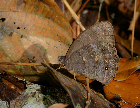 Valentina Ringlet