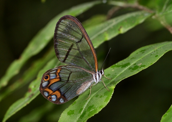 Pseudohaetyera hypaesia, Otun-Quimbaya, Colombia - Adrian Hoskins