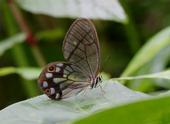 Pseudohaetyera mimica, Tatama NP, Colombia - Adrian Hoskins