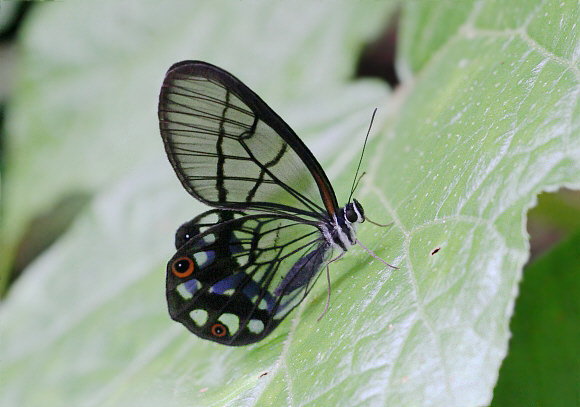 Pseudohaetyera mimica, Tatama NP, Colombia - Adrian Hoskins