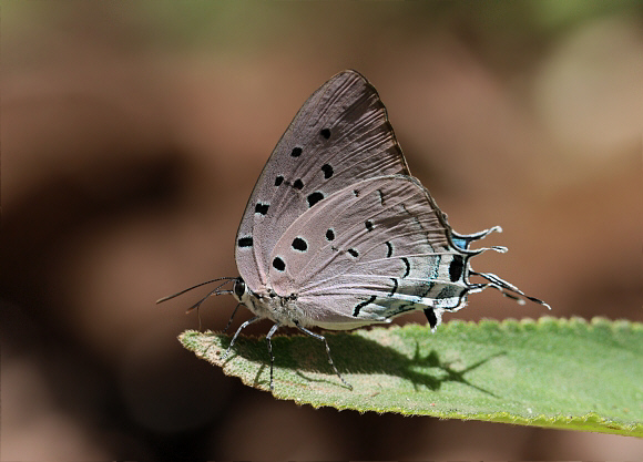 Pseudolycaena marsyas, female, Catarata Bayoz, Le Merced, Peru - Adrian Hoskins