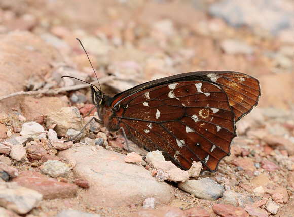 Pseudomaniola phaselis, Tatama NP, Colombia - Adrian Hoskins