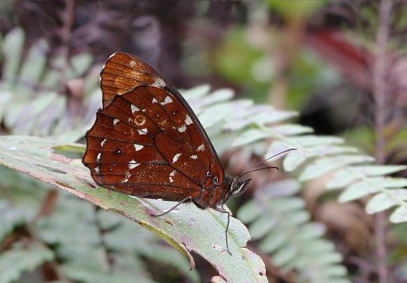 Fire-spotted Satyr