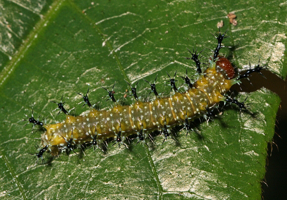 Pseudoneptis bugandensis, larva, Big Tree reserve, Ghana - Adrian Hoskins