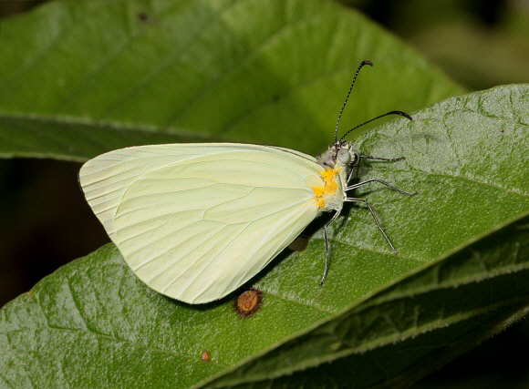 Clean Mimic-White