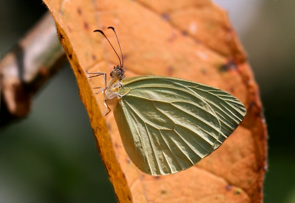 Pseudopieris nehemia luisa, Medellin, Colombia - Adrian Hoskins