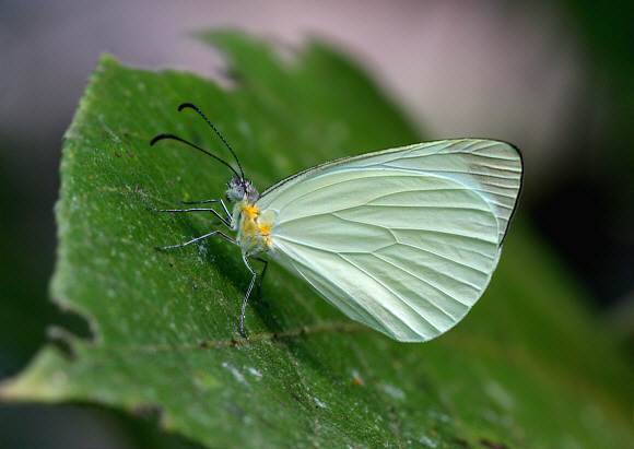 Pseudopieris nehemia, Satipo, Peru - Adrian Hoskins